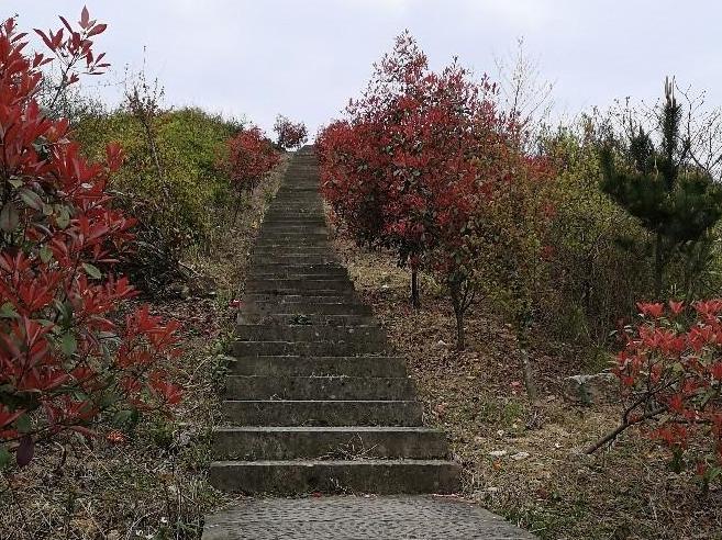 金峨山顶的杜鹃花还没全开!却收获这么个好东西