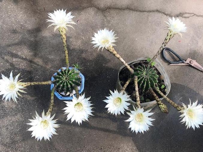老妈种的仙人球,打脸说种20年仙人球没开过花的人