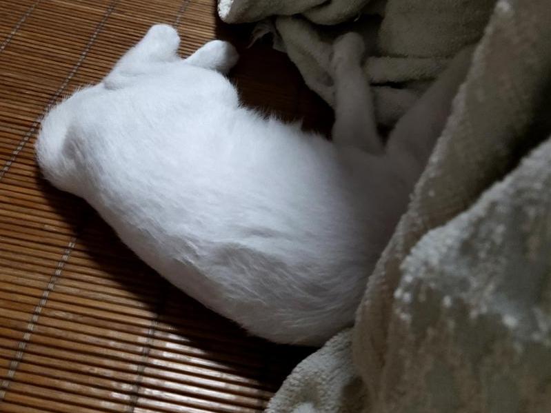斗猫记!猫要钻被窝,整天被它折腾得睡不着!求招