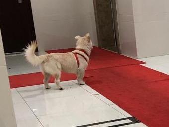 出门遛弯，有条狗一直跟着我，见人特亲，谁丢的？