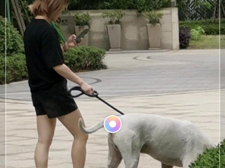 路遇女孩牵大狗,她说有合法狗证,可我就是心里发怵