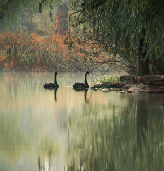 美如油画！冬天的鄞州公园，黑天鹅的曼妙身