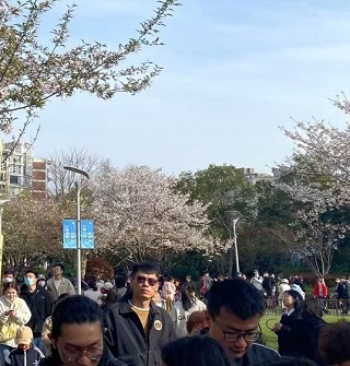 免费地铁日的樱花公园人从众！