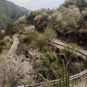 走四明大桥，看樱花纷飞