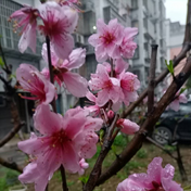 雨中赏桃花