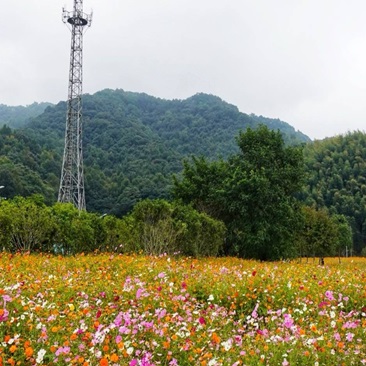 天童格桑花