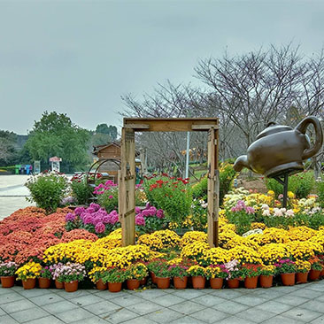 菊花展随拍