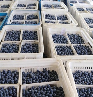 最近蓝莓价格下来好多了，咋回事?