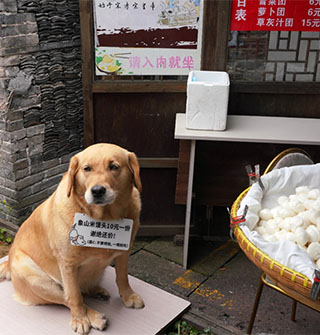 韩岭老街的米馒头营销主角是一只狗