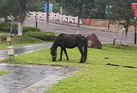 在宁波工程学院看到马了
