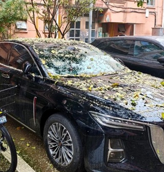 最近看到宁波很多车上都落满了桂花！