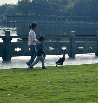 在路上看到有人溜大鹅，这也太拉风了