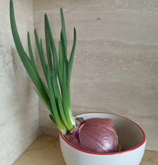 这个能当葱用吗？