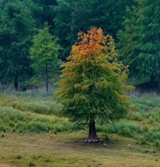 亭下湖的网红“孤独的树”已经变色了！