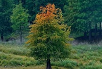 网红孤独的树已经变色了
