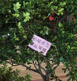 大家会摘路边的橘子吗？