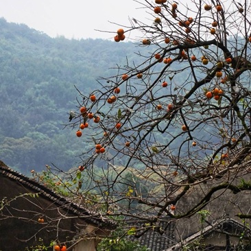 北仑青林村的柿子树