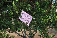 大家会摘路边的橘子吗？