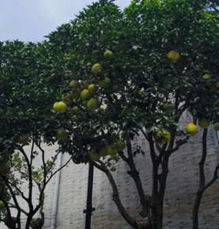 这个水果长在路边可以吃吗？