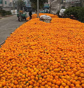 宁海这片望不到头的“橘子海”