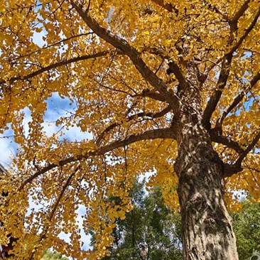 秋韵之妩媚金娥寺