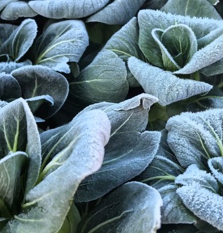 霜打过的青菜是真的好吃