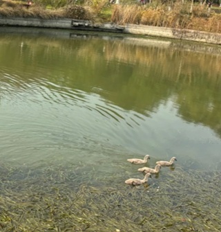 在鄞州公园看到了黑天鹅宝宝，十分可爱