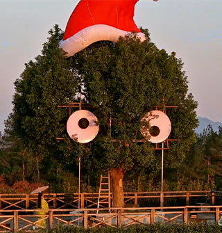 溪口那棵"大眼"树，本地人路过都憋不住笑