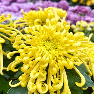 回顾下，月湖首届菊花展