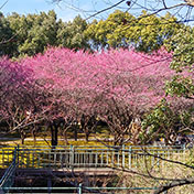 武岭公园的梅花开