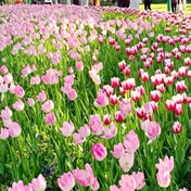 郁金香