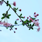 暖春的樱花