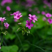 月湖赏花