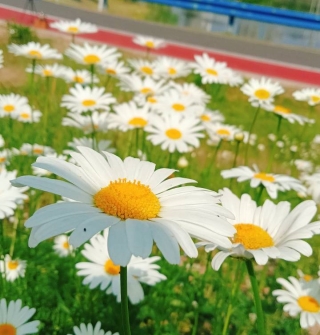 狮子山公园，游人如织赏花忙