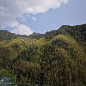 山林