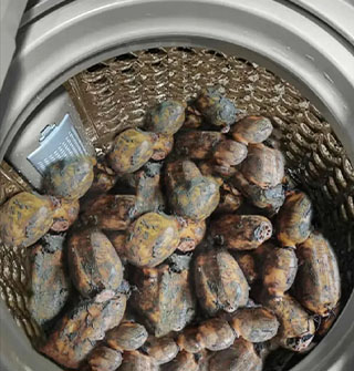 带泥的莲藕放进洗衣机洗，这操作真的是绝了