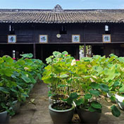 荷花摇曳