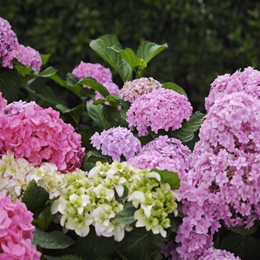 绣球花