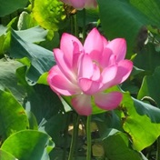 赏荷