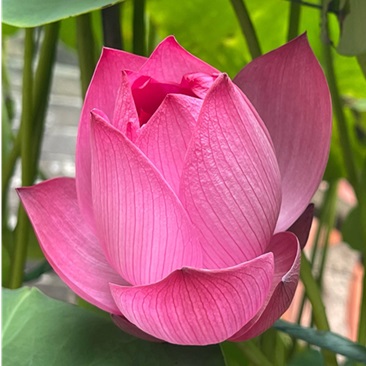 荷花正在绽放