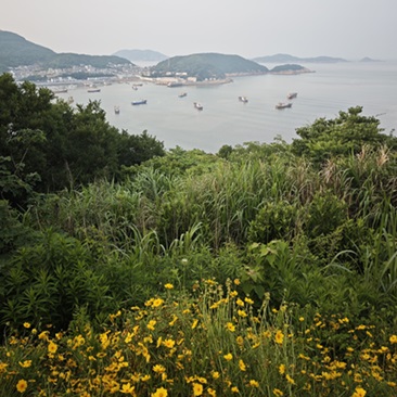 大海和花