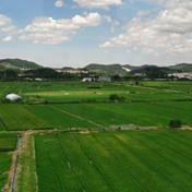 希望的田野