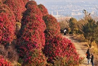 今年茅洋禅寺的山茶花很火