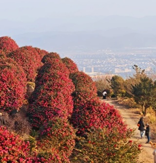 今年茅洋禅寺的山茶花很火