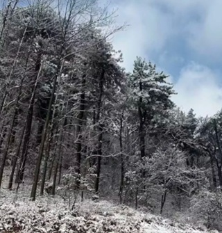 四明山又下雪了，很多人开车上山看雪了