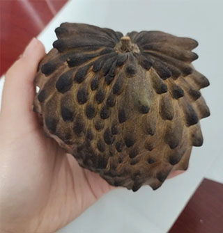 放几天不软反变黑，这果子到底咋吃？