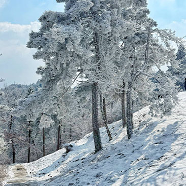 四明山冬日雾凇
