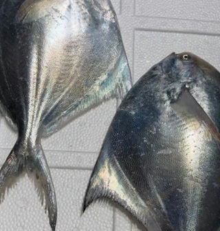 今年鲳鱼价格确实贵！