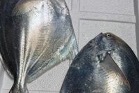 今年鲳鱼价格确实贵！