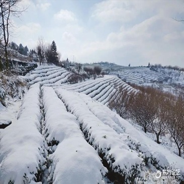 山中雪后的美景